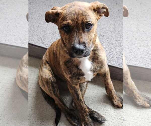 Medium Photo #3 American Pit Bull Terrier-Unknown Mix Puppy For Sale in Germantown, OH, USA