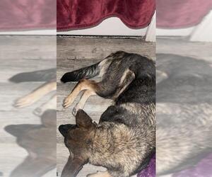 German Shepherd Dog-Unknown Mix Dogs for adoption in San Antonio, TX, USA