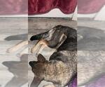 Small German Shepherd Dog Mix