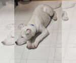 Small #1 Dalmatian Mix