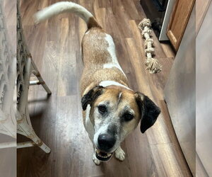 TREY - Male Mutt Dog for Adoption - Photo #2