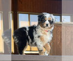 Puppy Puppy 1 Anna Australian Shepherd