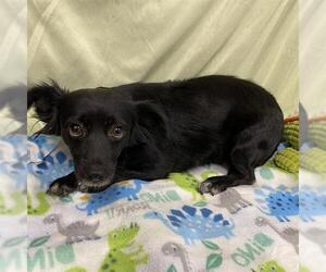 Chihuahua-Unknown Mix Dogs for adoption in Modesto, CA, USA
