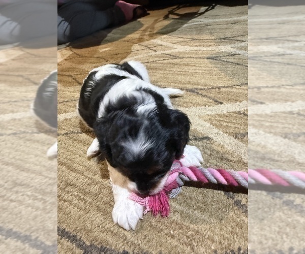 Medium Photo #17 Cavapoo (Miniature) Puppy For Sale in SAINT FRANCIS, MN, USA