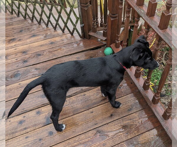 Medium Photo #5 Border Collie-Unknown Mix Puppy For Sale in Clarkston, MI, USA