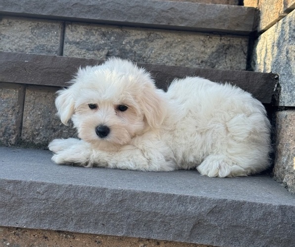 Medium Photo #3 Bichon Frise Puppy For Sale in CANOGA, NY, USA