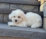 Small #2 Bichon Frise