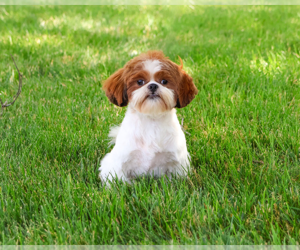 Medium Photo #1 Shih Tzu Puppy For Sale in SYRACUSE, IN, USA