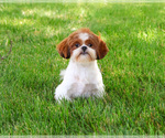 Blossom - Female Shih Tzu Puppy for Sale - Small photo