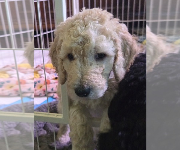 Medium Photo #1 Bordoodle Puppy For Sale in JAX, FL, USA
