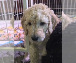 Bordoodle Puppy for sale in JAX, FL, USA