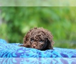 Small #8 Poodle (Toy)