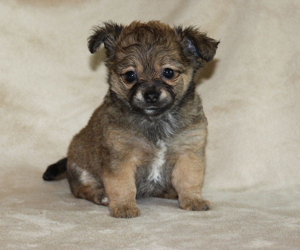 Medium Photo #6 Chihuahua Puppy For Sale in HUDSONVILLE, MI, USA