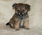 Small #5 Chihuahua