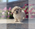 Small Photo #5 Zuchon Puppy For Sale in CANOGA, NY, USA