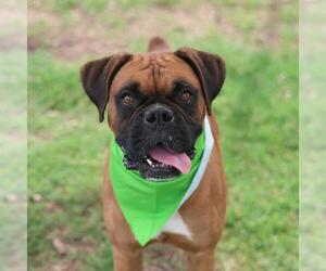 Boxer-Unknown Mix Dogs for adoption in San Antonio, TX, USA