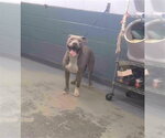Small American Pit Bull Terrier-American Staffordshire Terrier Mix