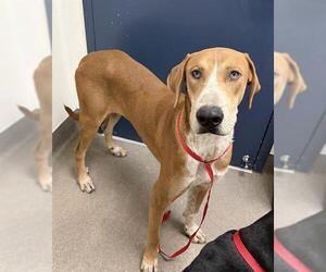 English Coonhound-Unknown Mix Dogs for adoption in HESPERIA, CA, USA