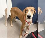 DONNIE - Male English Coonhound-Unknown Mix Dog for Adoption - Small photo