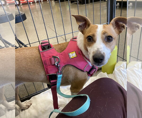 Medium Photo #2 Rat Terrier-Unknown Mix Puppy For Sale in Davis, CA, USA