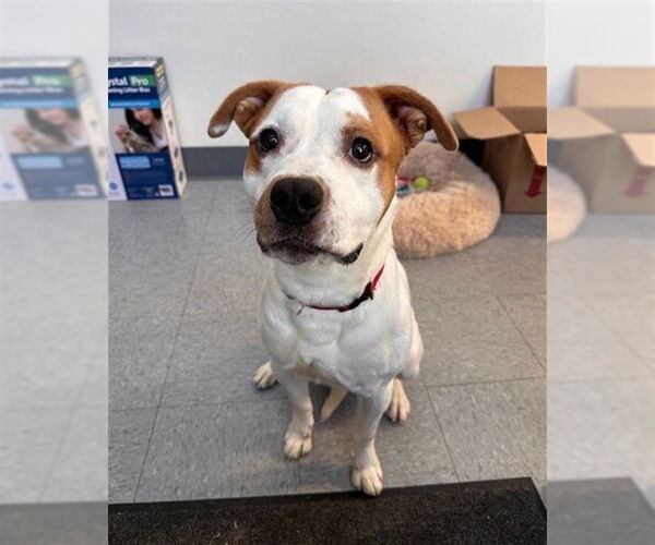 Medium Photo #1 American Bulldog Puppy For Sale in Big Bear City, CA, USA