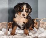 Puppy Honda Bernese Mountain Dog