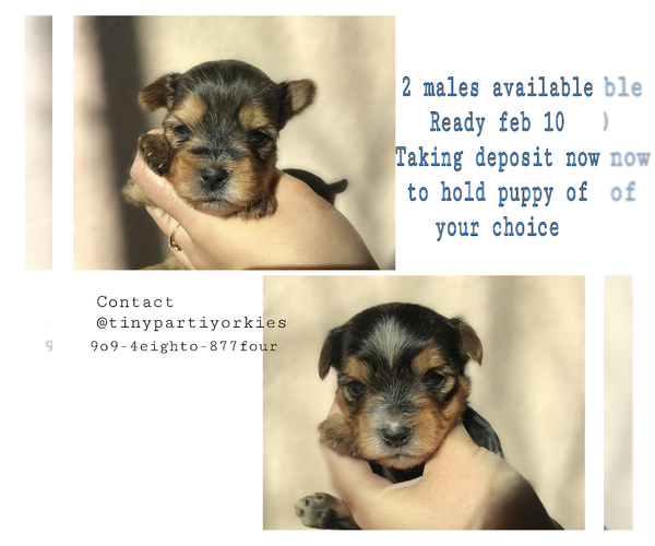 Medium Photo #1 Yorkshire Terrier Puppy For Sale in MORENO VALLEY, CA, USA