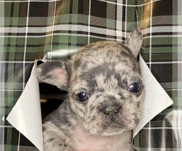 Medium Photo #5 French Bulldog Puppy For Sale in DECATUR, IL, USA