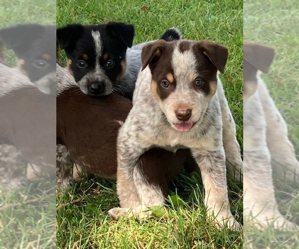 Medium Photo #1 Australian Cattle Dog Puppy For Sale in DOWNING, WI, USA