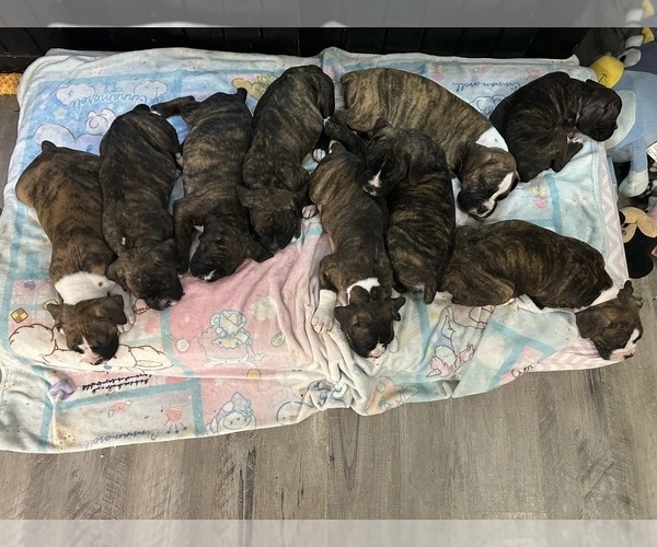 Medium Photo #1 Boxer Puppy For Sale in RALEIGH, NC, USA