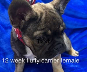 French Bulldog Puppy for Sale in SLIDELL, Louisiana USA