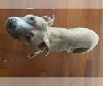 Small #2 Staffordshire Bull Terrier Mix