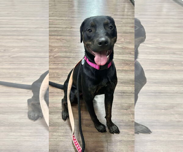 Medium Photo #8 Labrador Retriever-Unknown Mix Puppy For Sale in Munford, TN, USA