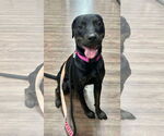 Small #7 Labrador Retriever Mix