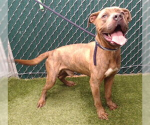 Mutt Dogs for adoption in Downey, CA, USA