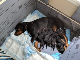 Mother of the Rotterman puppies born on 07/28/2018
