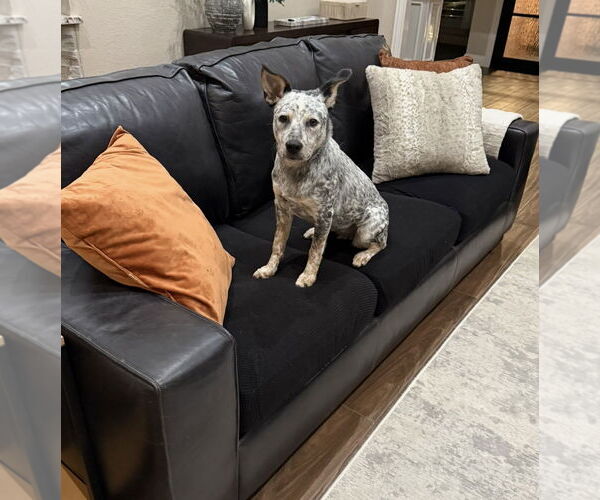 Medium Photo #8 Mutt Puppy For Sale in Euless, TX, USA