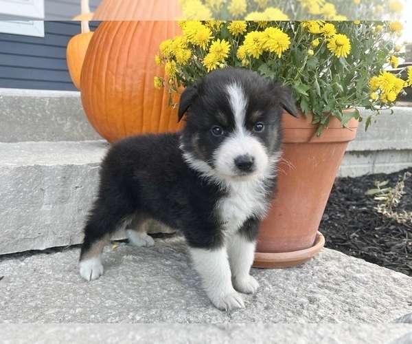 Medium Photo #1 Australian Shepherd Puppy For Sale in LODA, IL, USA