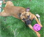 Small #15 Boxer Mix