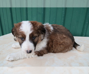 Border Collie Puppy for sale in TRAVERSE CITY, MI, USA