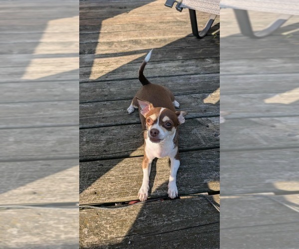 Medium Photo #1 Chihuahua Puppy For Sale in HUDSONVILLE, MI, USA