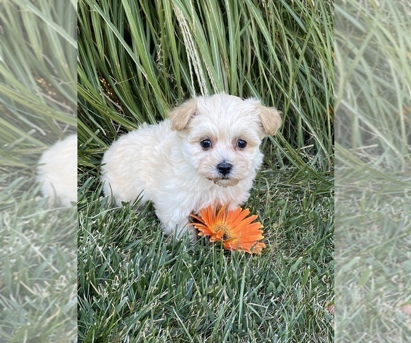 Medium Photo #5 Maltipoo Puppy For Sale in CANOGA, NY, USA