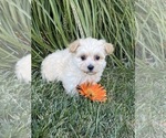 Small #4 Maltipoo