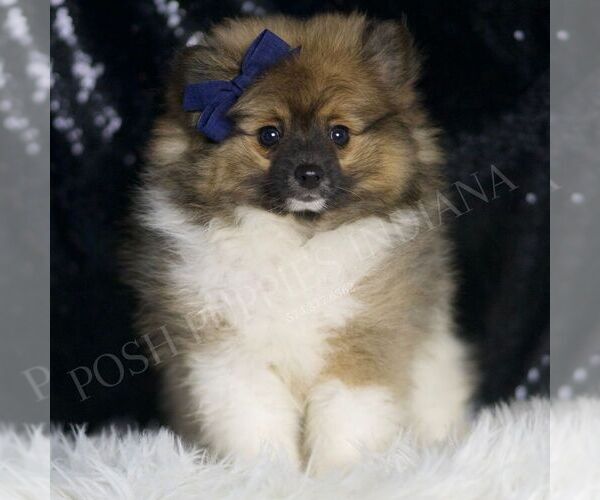 Medium Photo #3 Pomeranian Puppy For Sale in WARSAW, IN, USA