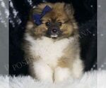 Small #2 Pomeranian