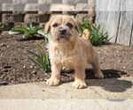 Puppy 1 Labradoodle-Puggle Mix