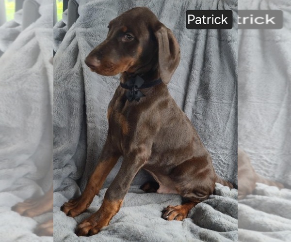 Medium Photo #8 Doberman Pinscher Puppy For Sale in POMEROY, OH, USA