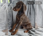 Small #7 Doberman Pinscher