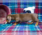 Small #6 Dachshund
