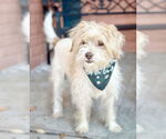 Small #2 Mutt